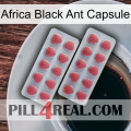 Africa Black Ant Capsule 19